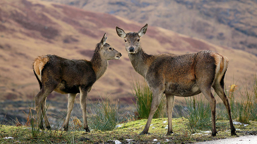 Deer Photograph - Red Deer Fawns by Grant Glendinning