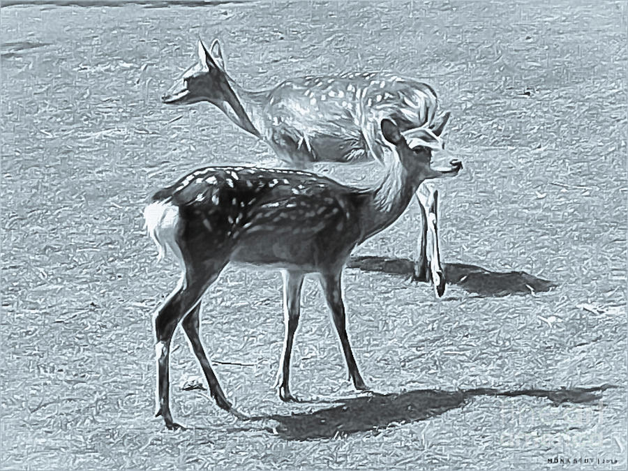 Red Deer Fawns BW Digital Art by Mona Stut