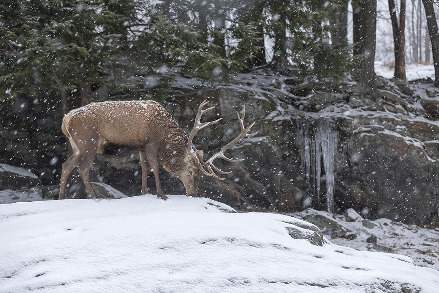 Red deer feeding in a snow storm  Photograph by Josef Pittner