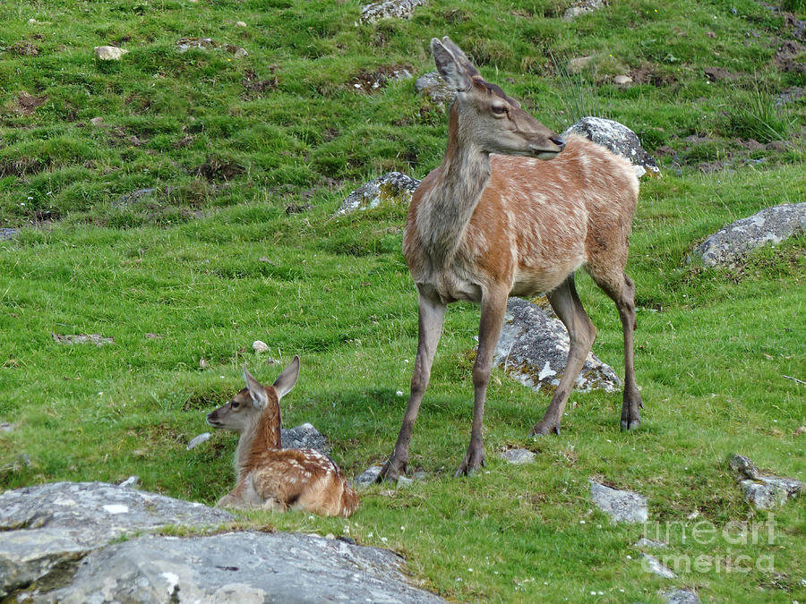 Red deer hind and calf - July Photograph by Phil Banks