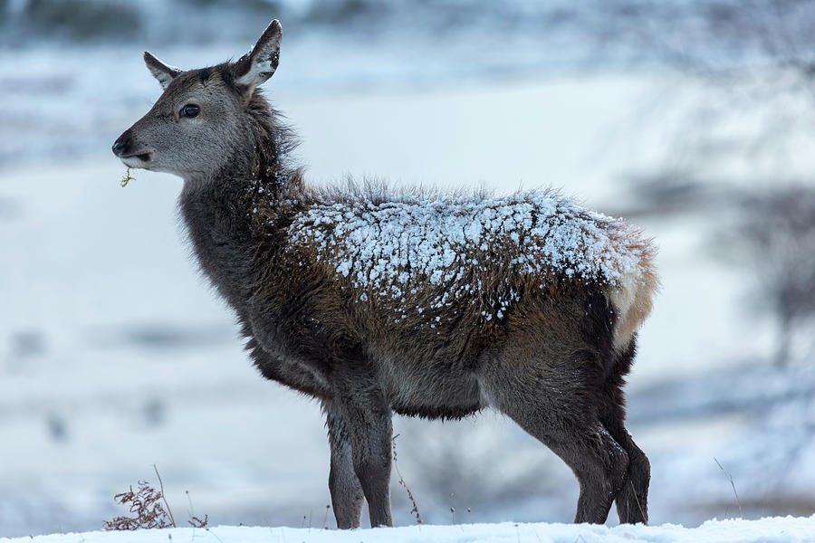 Red Deer Hind In The Snow Photograph By Derek Beattie Fine Art America Red Deer Hind In The Snow Photograph By Derek Beattie Fine Art America