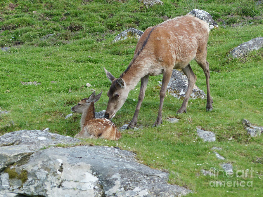 Red deer hind with calf Photograph by Phil Banks
