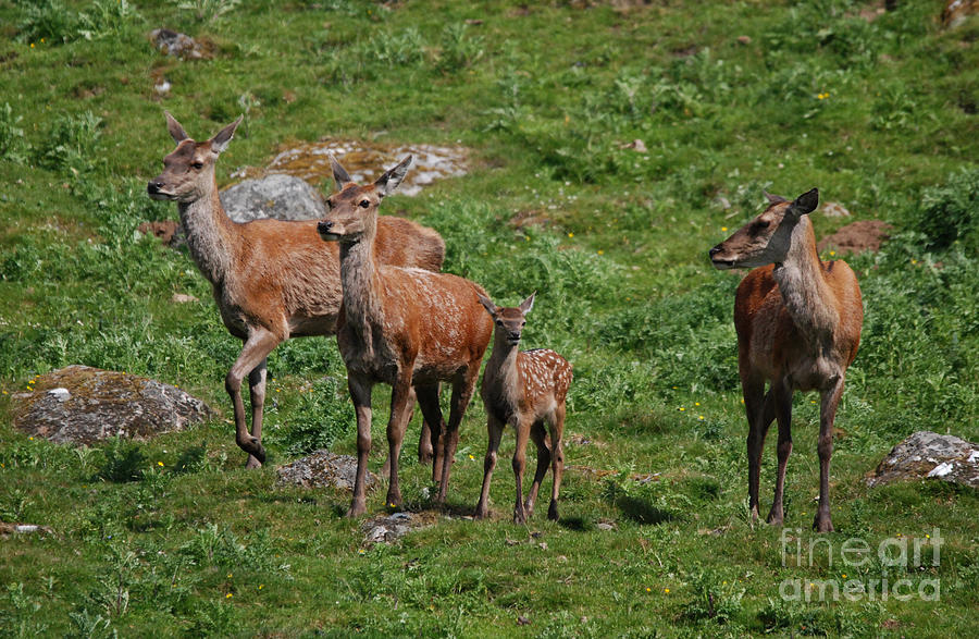 Red deer hinds -  alert Photograph by Phil Banks