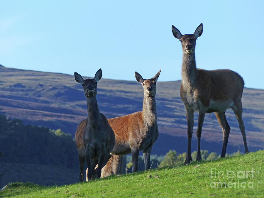 Red Deer Hinds on a hilltop - Scotland Photograph by Phil Banks