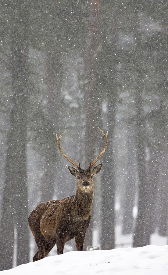 Red Deer In A Blizzard Photograph by Pete Walkden