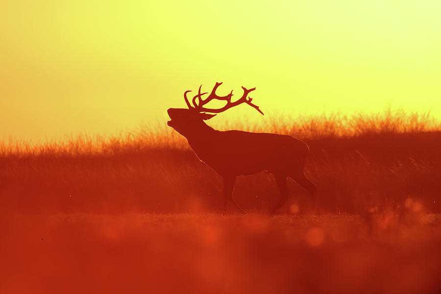 Deer Photograph - Red Deer in Red Light by Roeselien Raimond