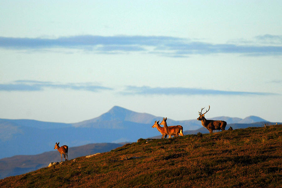 Red Deer in Strathglass Photograph by Gavin MacRae