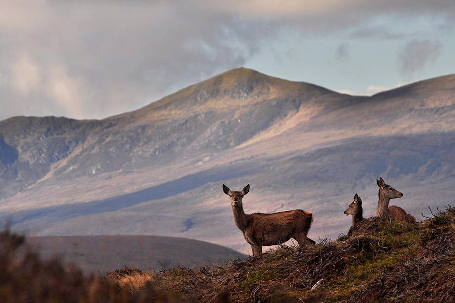 Red Deer in the Highlands Photograph by Gavin MacRae