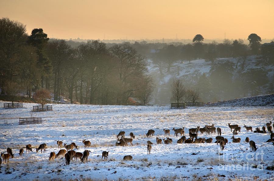 Red Deer In The Snow  Photograph by Linsey Williams
