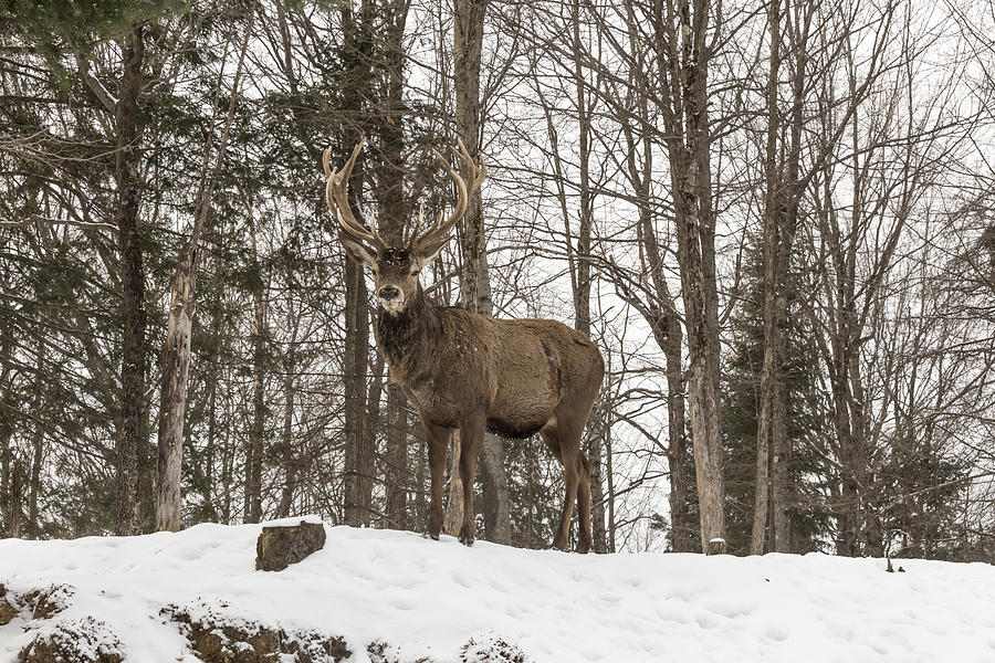 Red deer in winter Photograph by Josef Pittner
