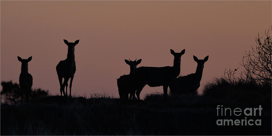 Red Deer Photograph by Jorgen Norgaard