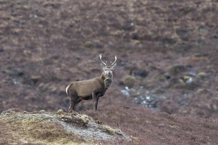 Red Deer On Lookout Photograph by Pete Walkden