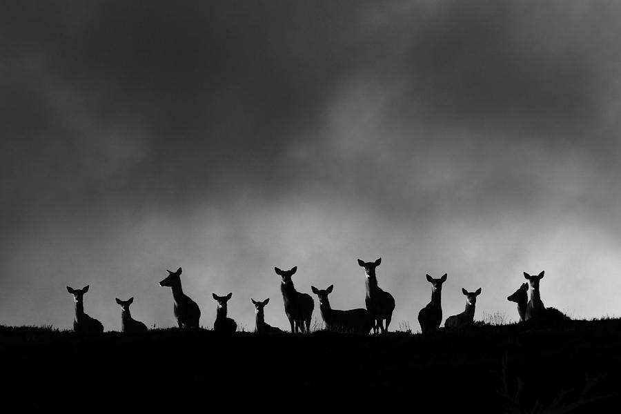 Red Deer on the Hill Photograph by Gavin Macrae