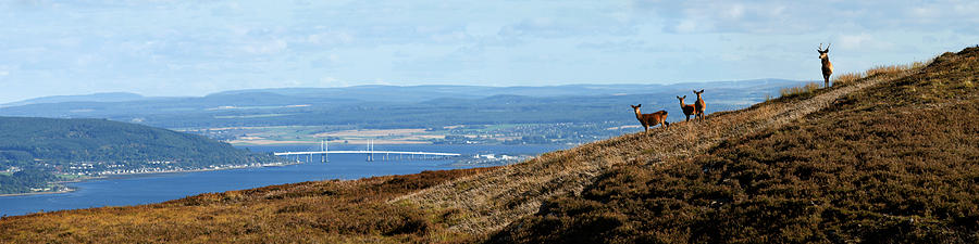 Red Deer Overlooking the Beauly Firth  Photograph by Gavin Macrae