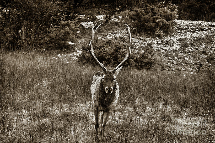 Red Deer Sepia Photograph by Douglas Barnard
