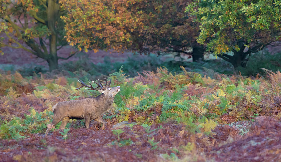 Red Deer Stag Amongst Ferns Photograph by Pete Walkden