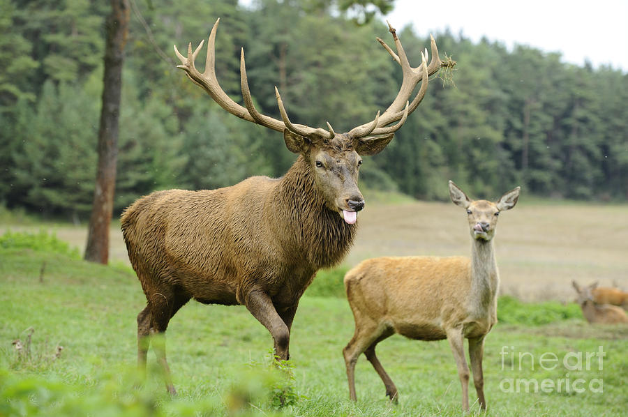 Red Deer Stag And Hind Photograph by David & Micha Sheldon