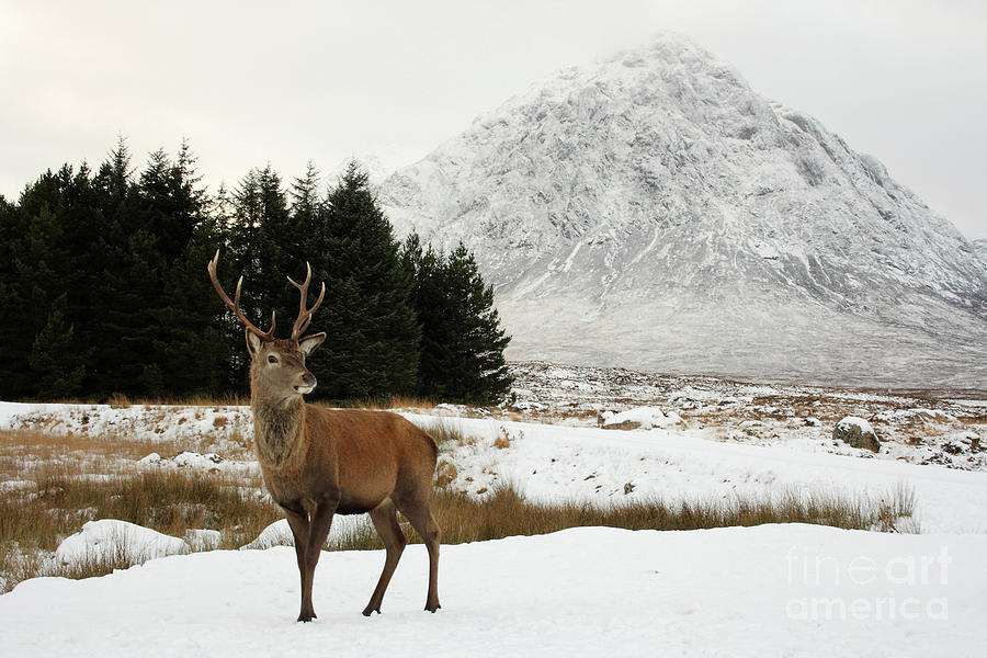 Red Deer Stag and the Buachaille Etive Mor in Winter Photograph by Maria Gaellman