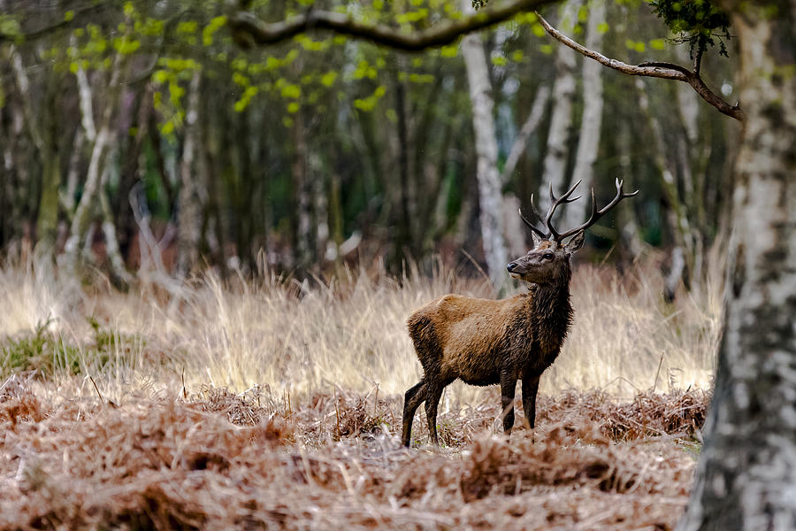 Red Deer stag Photograph by Andy Myatt
