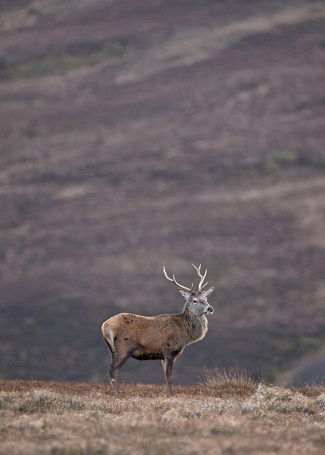 Red Deer Stag At Dusk Photograph by Pete Walkden