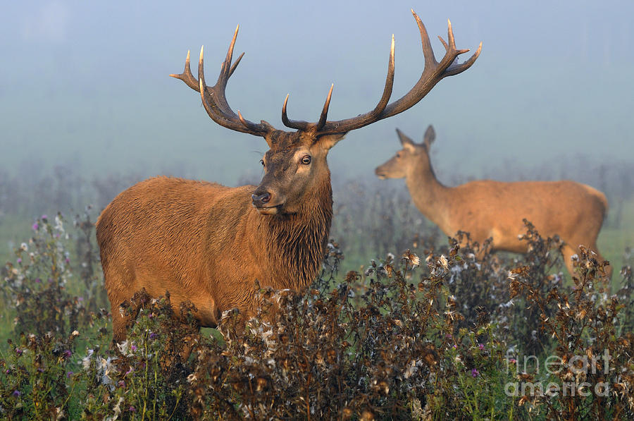 Red Deer Stag Photograph by David & Micha Sheldon