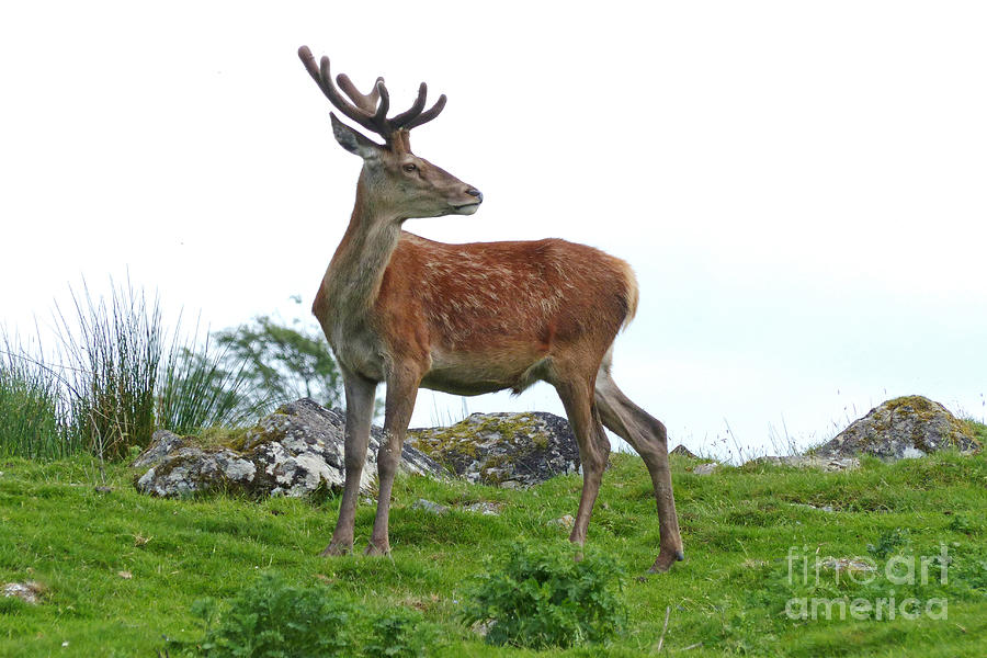 Red deer stag - early July Photograph by Phil Banks