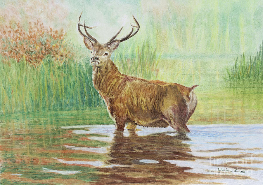 Red Deer Stag in Autumn Painting by Elaine Jones