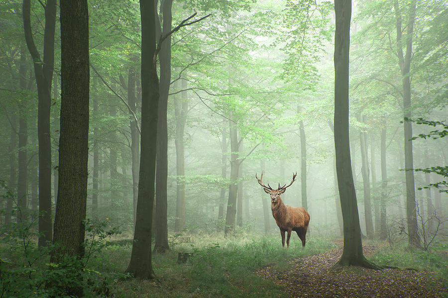 deer stags concepts