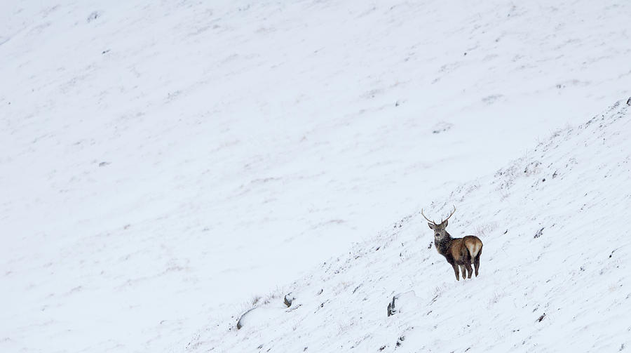 Red Deer Stag In Snow Photograph by Pete Walkden