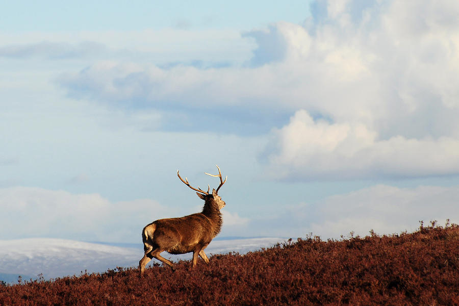 Red Deer Stag on the Hillside Photograph by Gavin MacRae