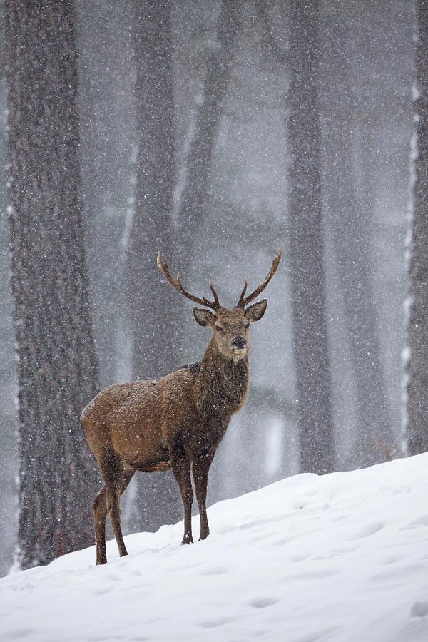 Red Deer Stag  Photograph by Pete Walkden
