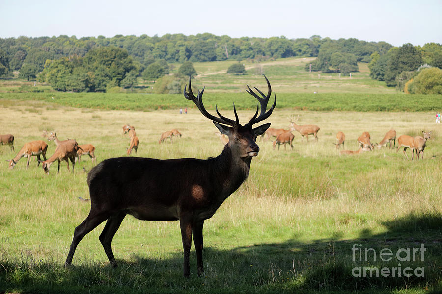 Magnificent Stag Photograph by Julia Gavin
