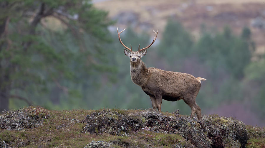 Red Deer Stag Stands Tall Photograph by Pete Walkden