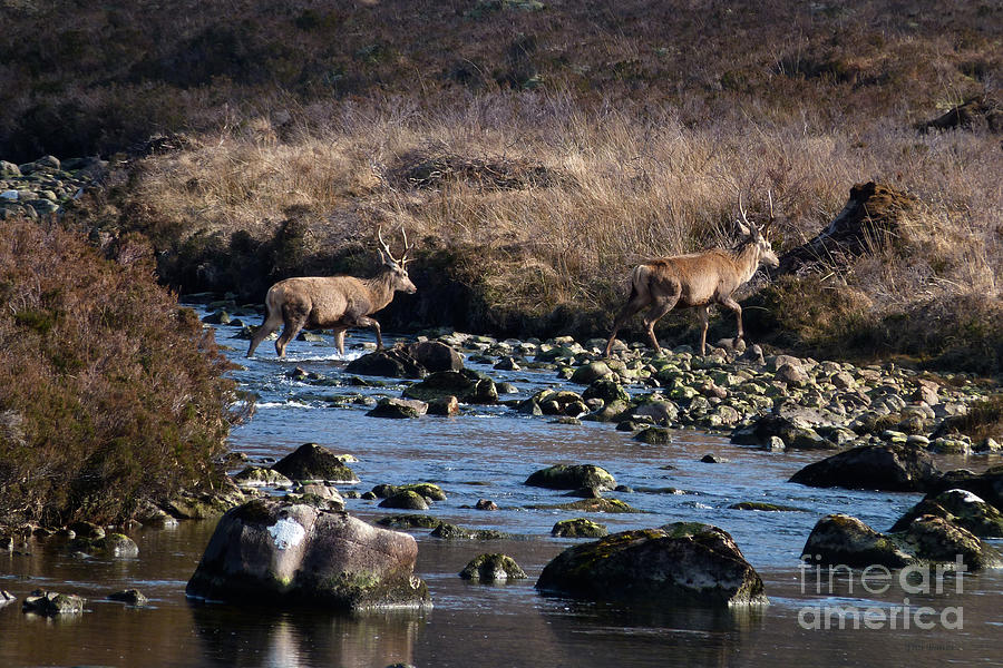 Stags River Crossing Photograph by Phil Banks