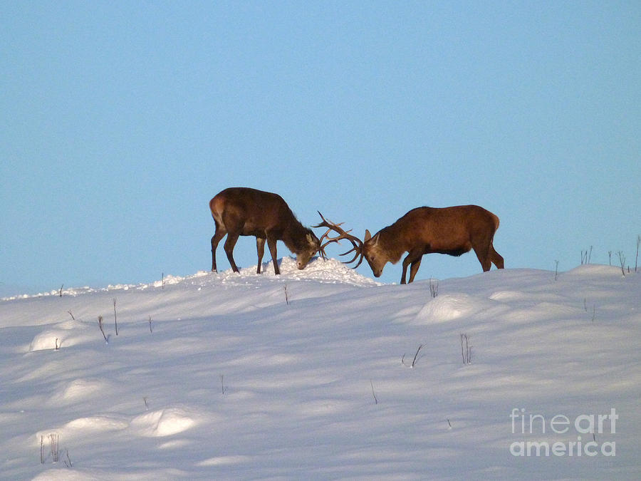 Red deer stags - winter sparring Photograph by Phil Banks