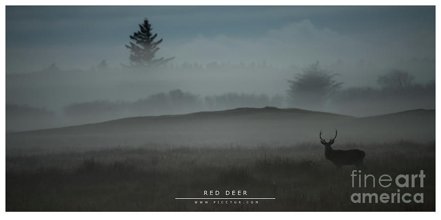 Red Deer wildlife Photograph by Jorgen Norgaard