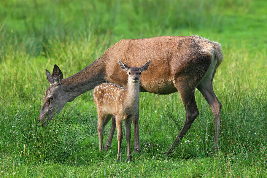 Red Deer with Fawn Photograph by Arterra Picture Library