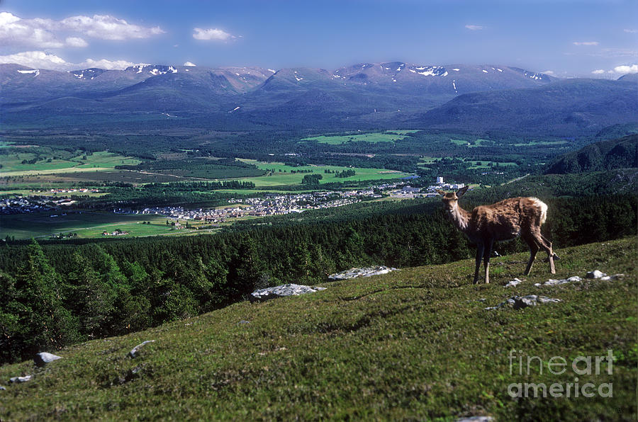Red deer staggie - Aviemore and the Cairngorm Mountains Photograph by Phil Banks