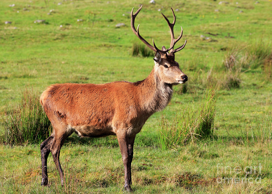 red-deer-young-stag-in-early-autumn-louise-heusinkveld.jpg