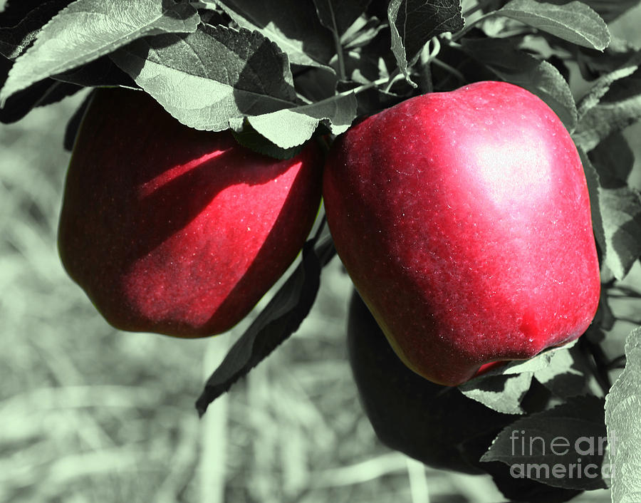Red Delicious Apples Partial Photograph by Smilin Eyes Treasures