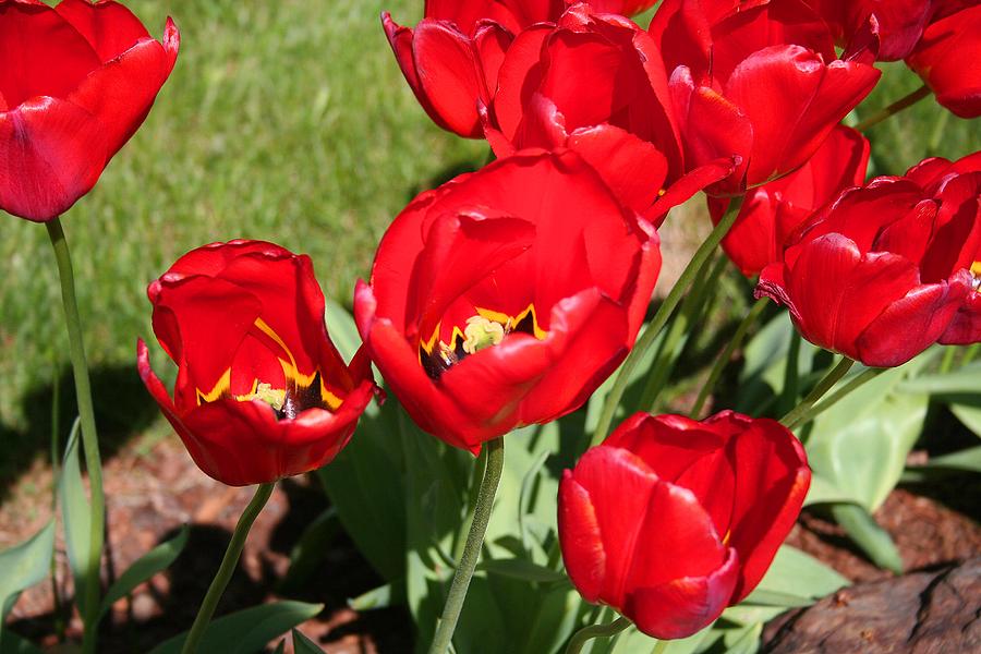 Red delicious Tulips Photograph by Mary Gaines