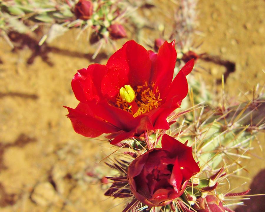 Red Desert Cactus Flower Photograph by Robert Visor - Fine Art America