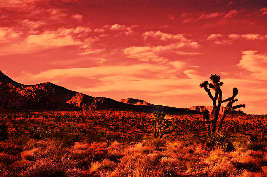 Red Desert Sunset Photograph by John Manning - Fine Art America