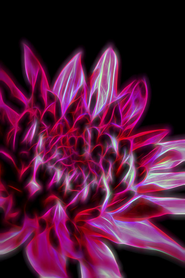 Flower Digital Art - Red Desires II by Jon Glaser
