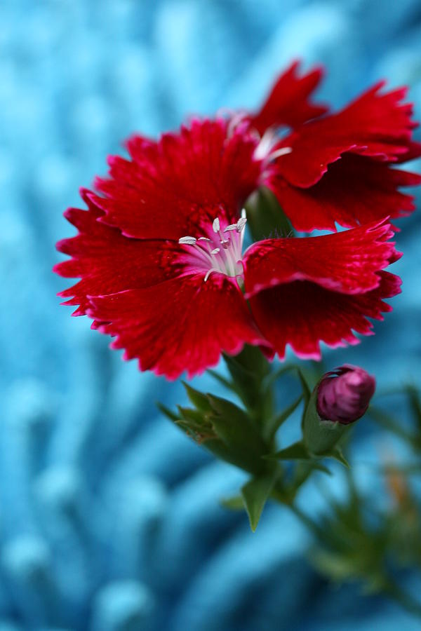 Red Dianthus Photograph by Tammy Pool