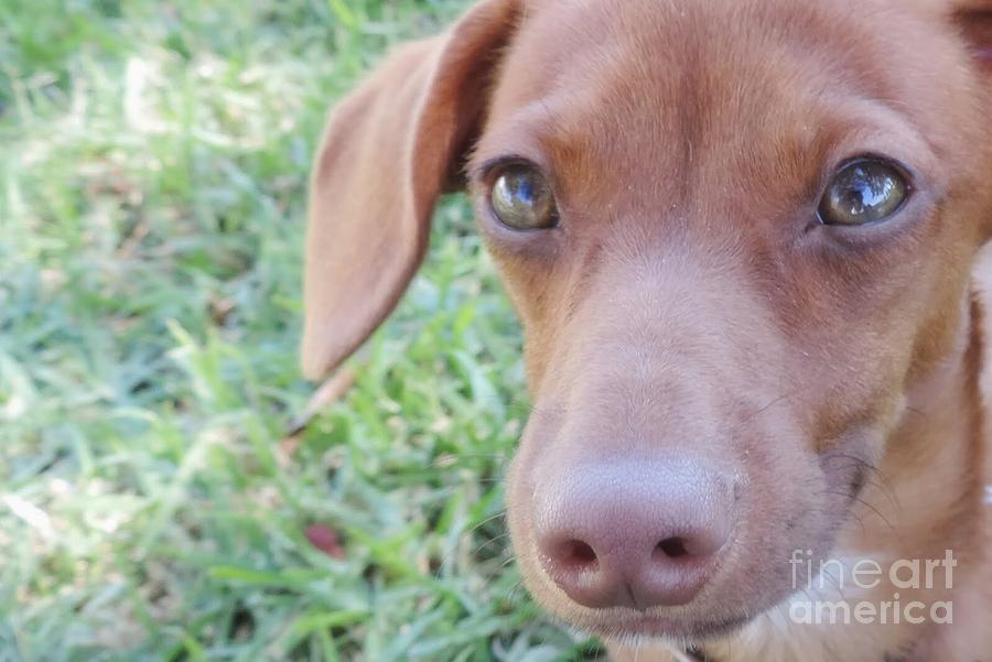 Red Dilute Dachshund Puppy Photograph by Leah McPhail