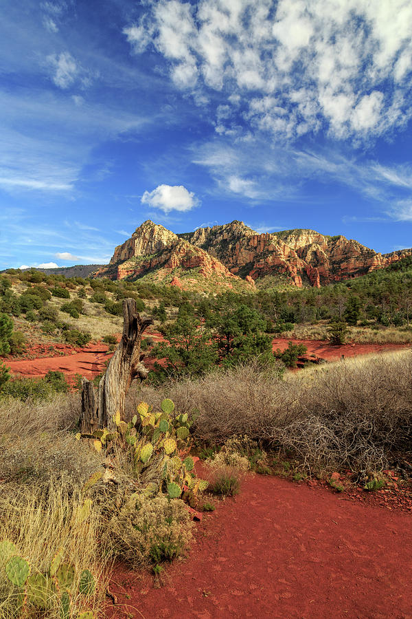 Red Dirt And Cactus In Sedona Photograph by James Eddy