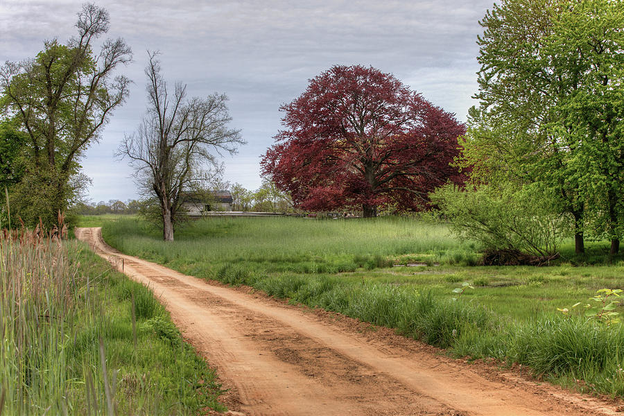 Red Dirt Road And Maple Photograph