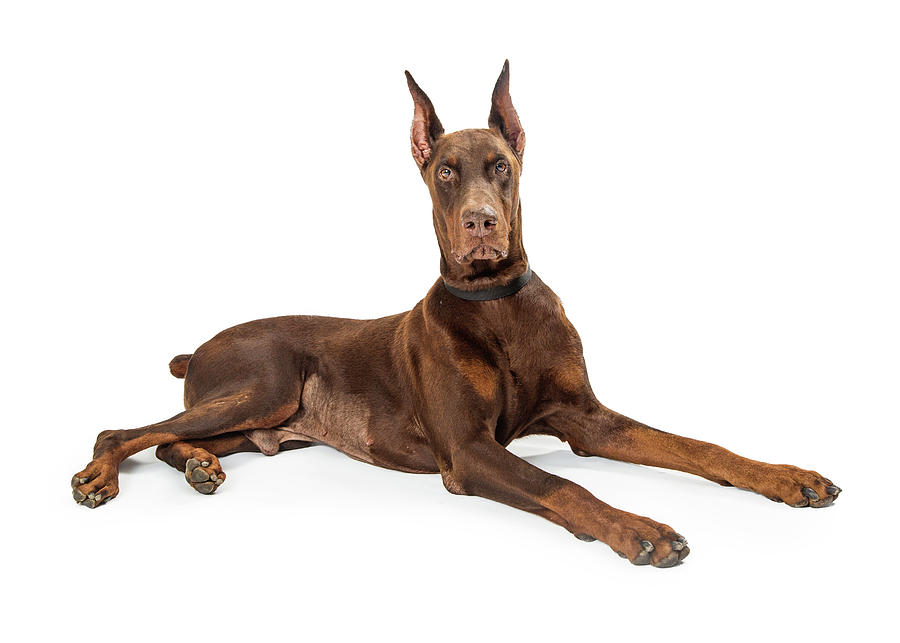 Red Doberman Pinscher Dog Lying Profile Photograph by Good Focused