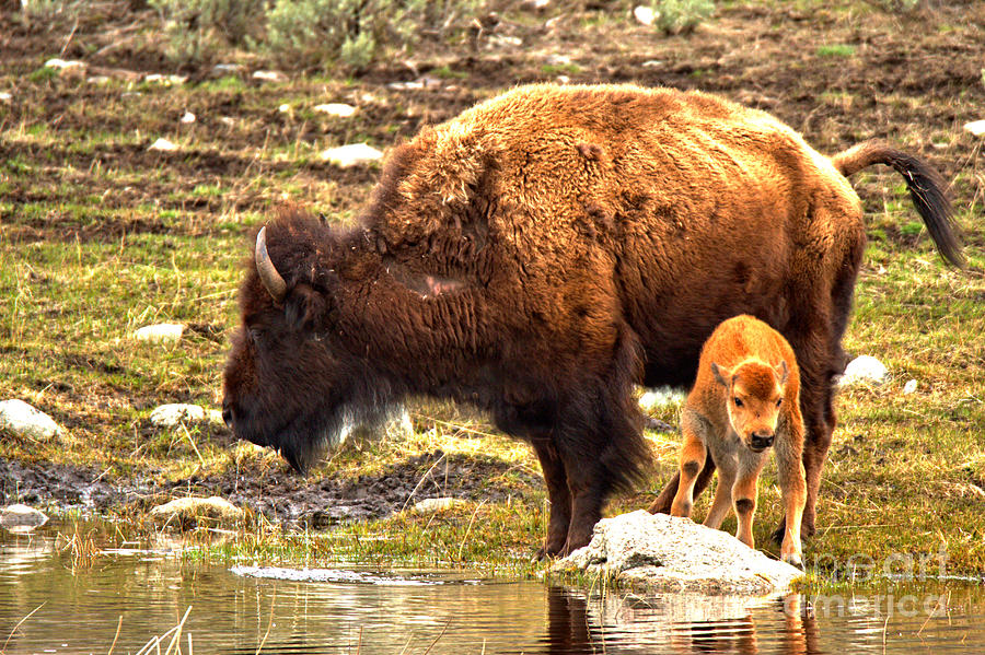 Red Dog Bison With Mom Photograph by Adam Jewell